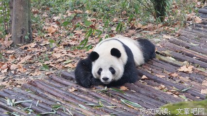 最经典的《你能不能不撩我》好段摘抄大全