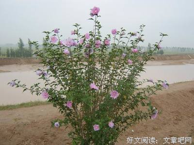 最经典的《扶桑》小说句子
