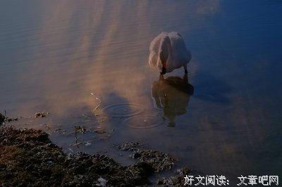 每一只丑小鸭，都有机会变成白天鹅