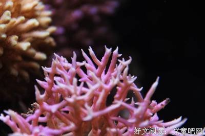 关于范伯可多·安森·海种学莱种学名言名句