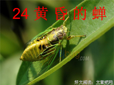 最经典的《蝉女》经典句子
