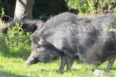 最新的《遮天》好段摘抄大全