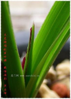 15条关于叶蝶的经典语句