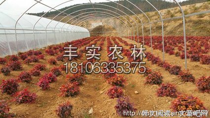 关于丰实的名言