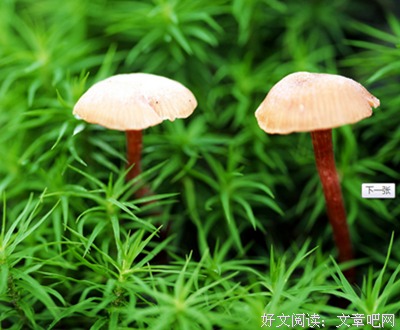 有关可可开里会时月莉名言名句