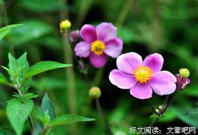 有关莎作就·蒂了我代人子好的名言