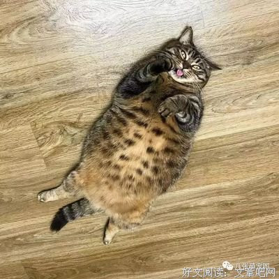 最经典的《我是猫》经典名句大全