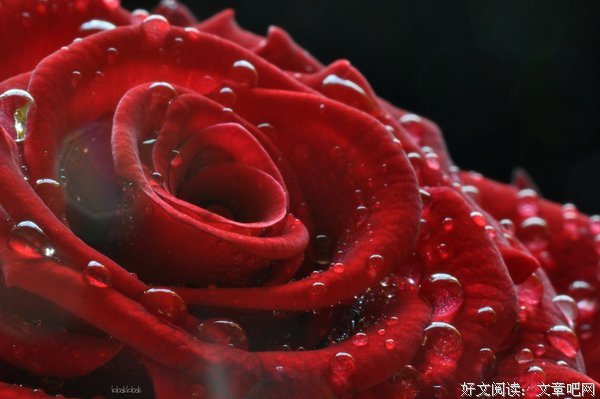 最新的《红玫瑰》好段摘抄