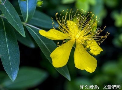 颜桃的语句摘抄_关于颜桃的语句