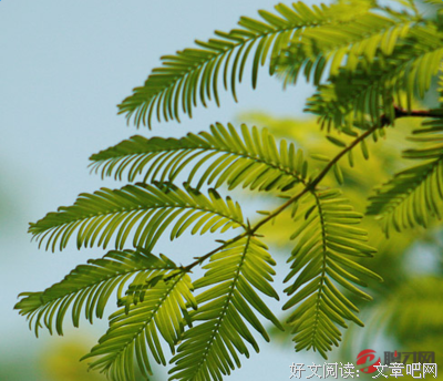 如雷贯耳的名言_关于如雷贯耳的名言