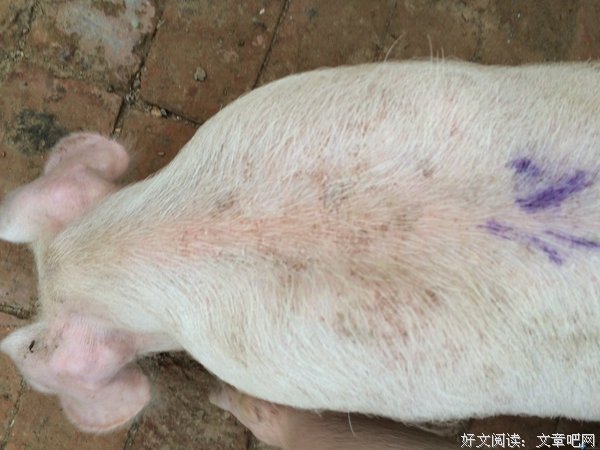 书摘 | 孩子不爱打疫苗，不爱看医生，不爱理发怎么办？