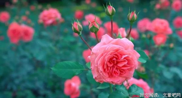 四月芳菲，与阳光同行