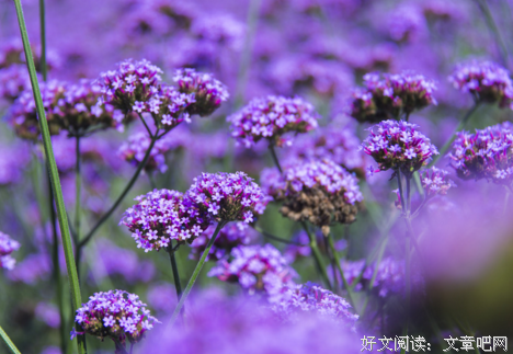 有关花开花落的句子