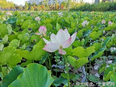 关于李浔名人名言