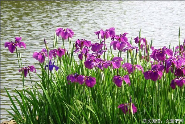 菖蒲经典语录