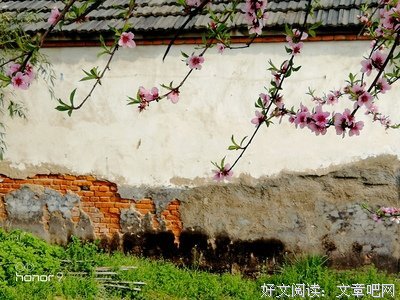 借问枝上桃花，东风送入谁家？（原创）