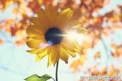 最经典的《新浪博客》佳句摘抄大全