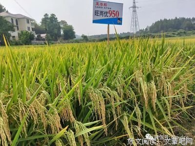 有关袁创的名言