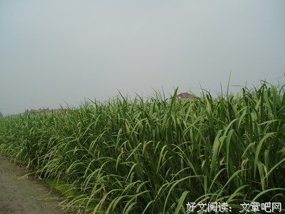 七茭白座右铭