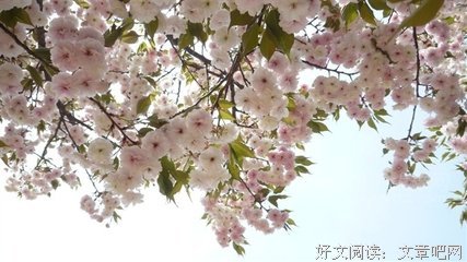 2018顾城名言
