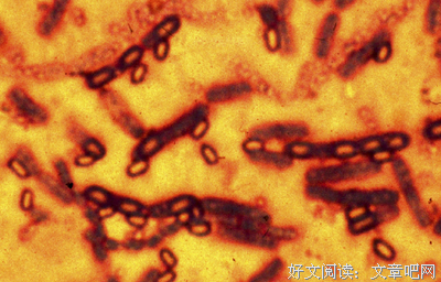 悲剧成灾优美的句子