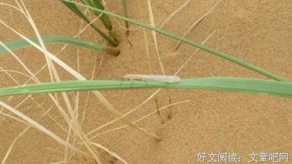 本周六小飞虫在线分享游学感悟（线下分享视频01）