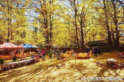 最新的《招摇》经典的句子大全