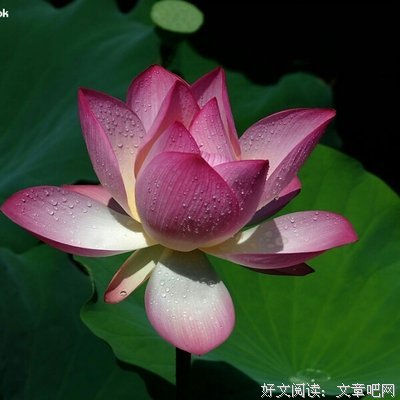 最全的《狂妃狠彪悍》小说句子
