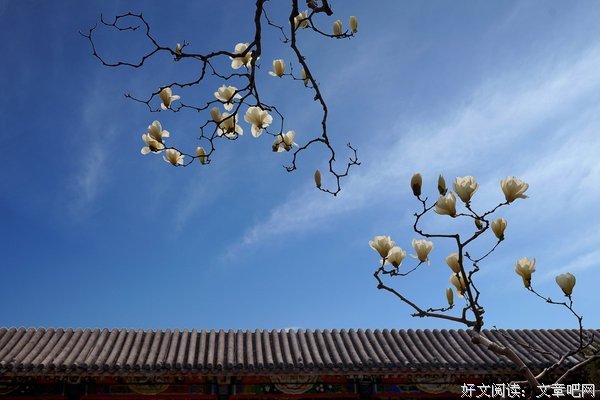 玉兰花开不如薯