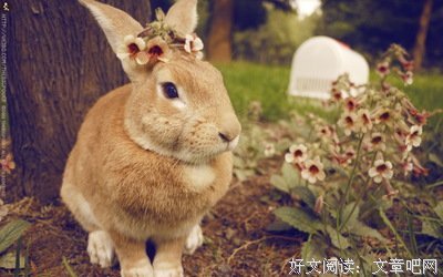 关于胆怯的唯美语录