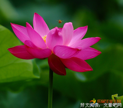 描写烦恼的经典句子