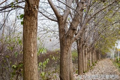 洛小雪名句欣赏