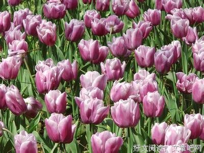 最经典的《樱花落海洋2》经典句子