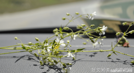 《神在远方喊我》经典句子