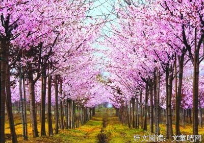 描写韶华时的语句摘抄