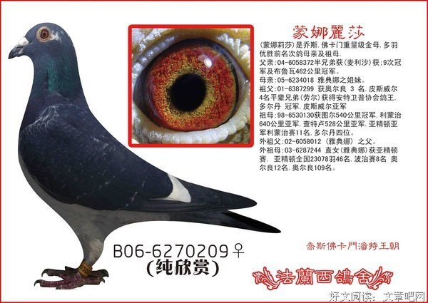 描写莉莎的语句摘抄