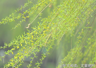 楚楚动人的名句_关于楚楚动人的名句
