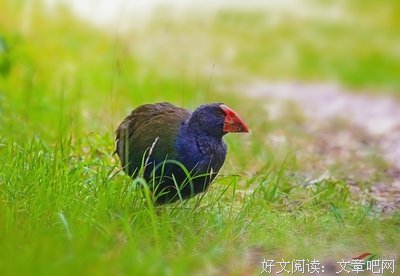 关于英雄草莽的句子