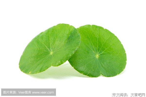 最全的积雪草的名言