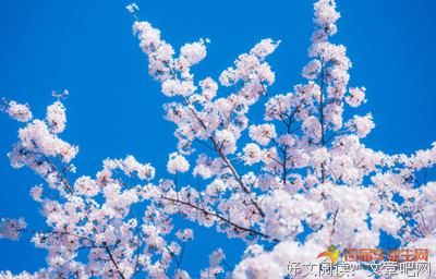 最全的《彼岸青春此岸花》经典句子大全