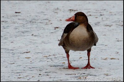 关于飞禽走兽的格言