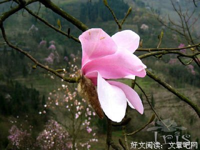 最经典的韩松落名言