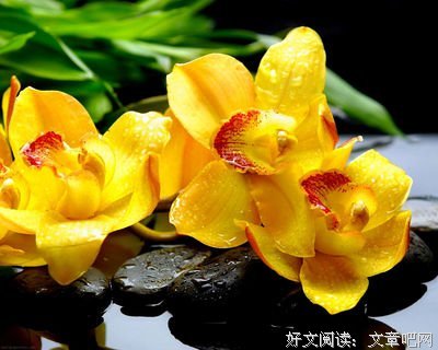 最经典的《魔鬼养成2江山美人》经典的句子