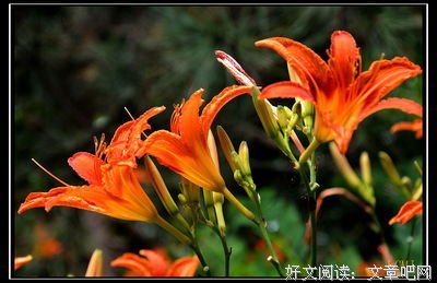 《厌俗.♡》名句欣赏