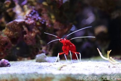 关于陆离流离名言