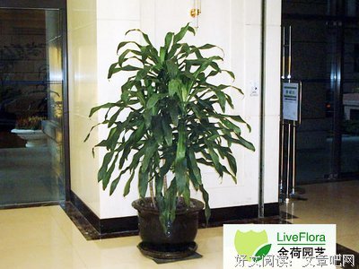 最经典的香龙血树名言