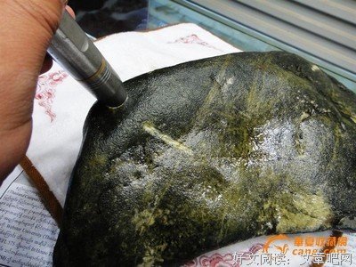 莫西的句子