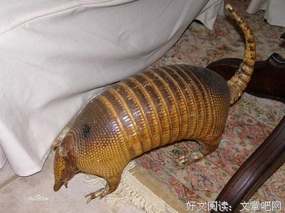 最经典的伊丽莎白·毕肖普名言名句
