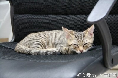 有关忘记呼吸的猫名言警句