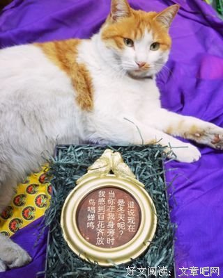 最经典的夏洛蒂·勃朗特15句经典名言